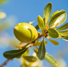 Argan Carrier Oil