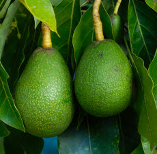 Avocado Carrier Oil