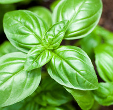 Basil Essential Oil