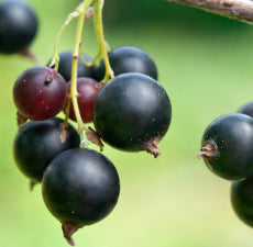 Black Currant Carrier Oil