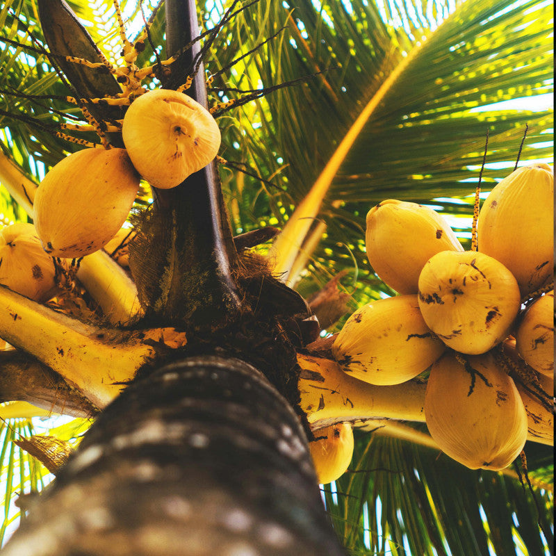 Coconut Carrier Oil