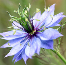 Black Cumin Carrier Oil