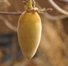 Baobab Carrier Oil