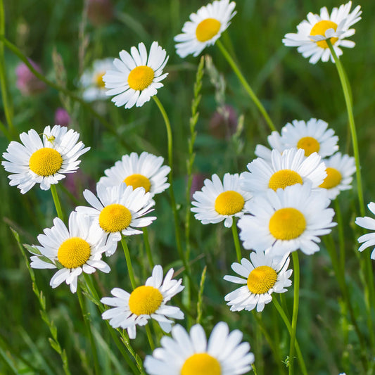 Chamomile Essential Oil