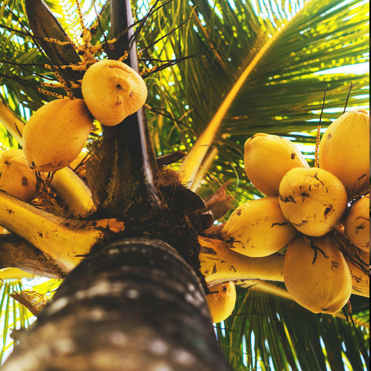 Coconut Carrier Oil