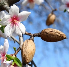 Almond (Sweet) Carrier Oil